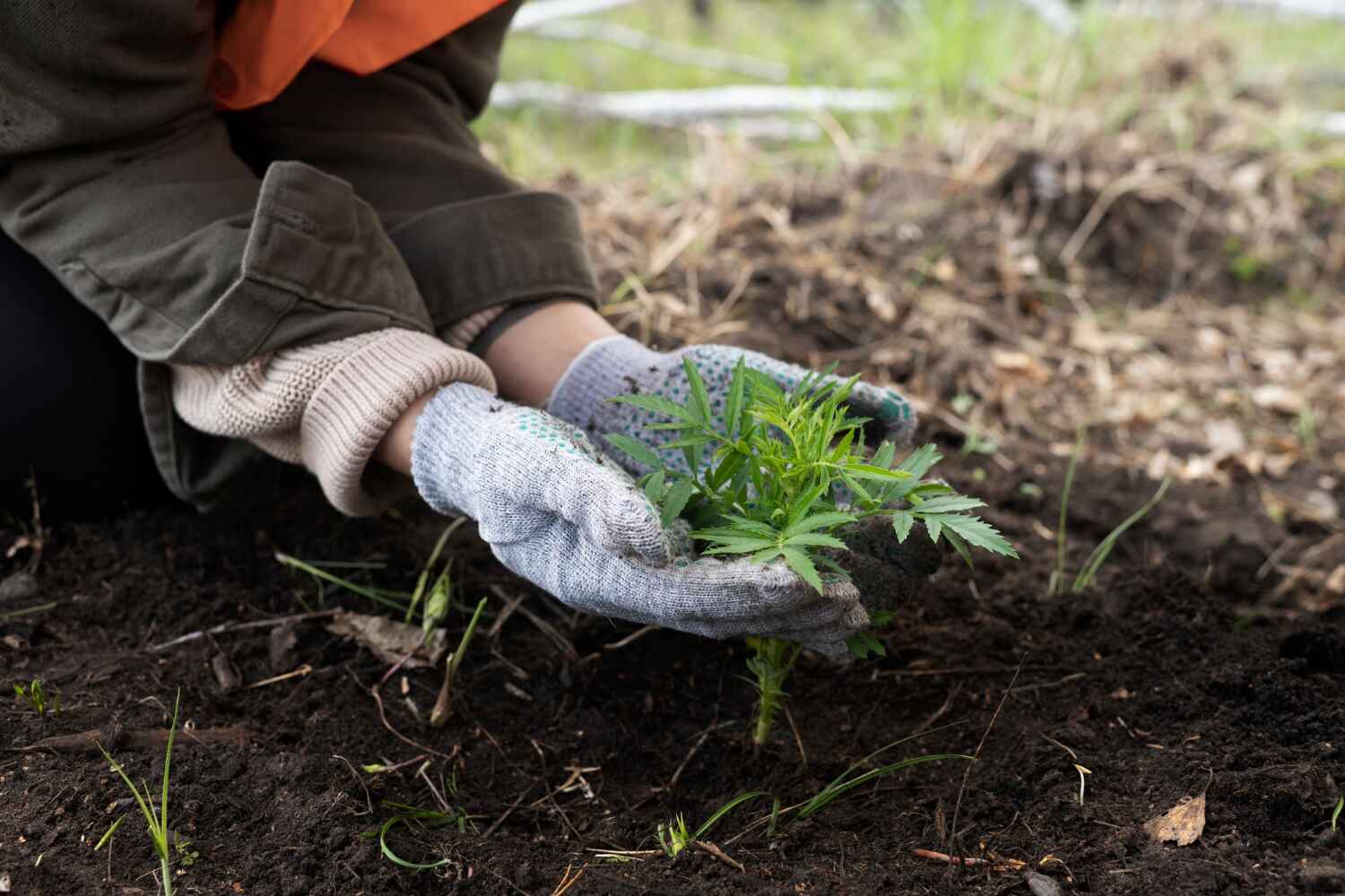 Best Tree Root Removal  in Union, OR